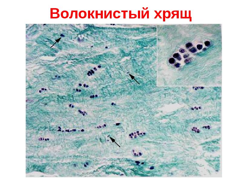 Ткани презентация 11 класс биология