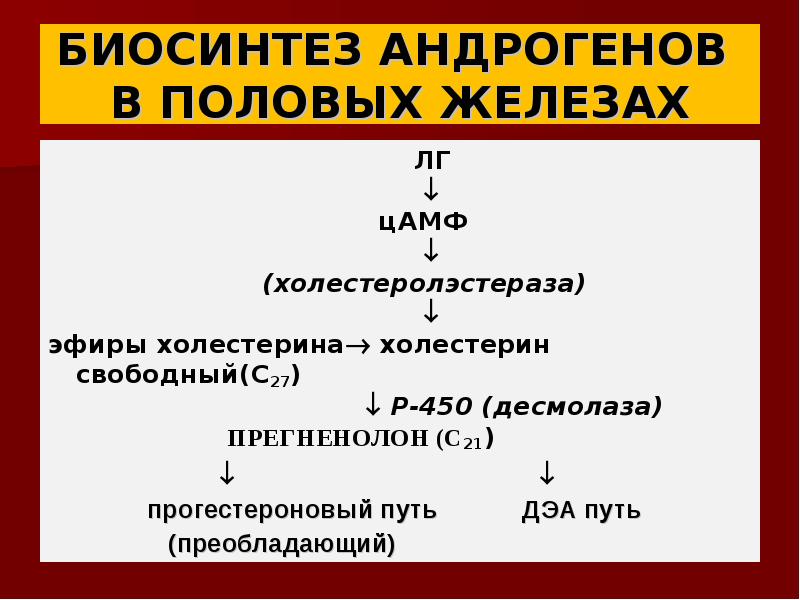 Андрогены надпочечников. Синтез андрогенов. Биосинтез андрогенов. Биосинтез половых гормонов. Регуляция синтеза андрогенов.