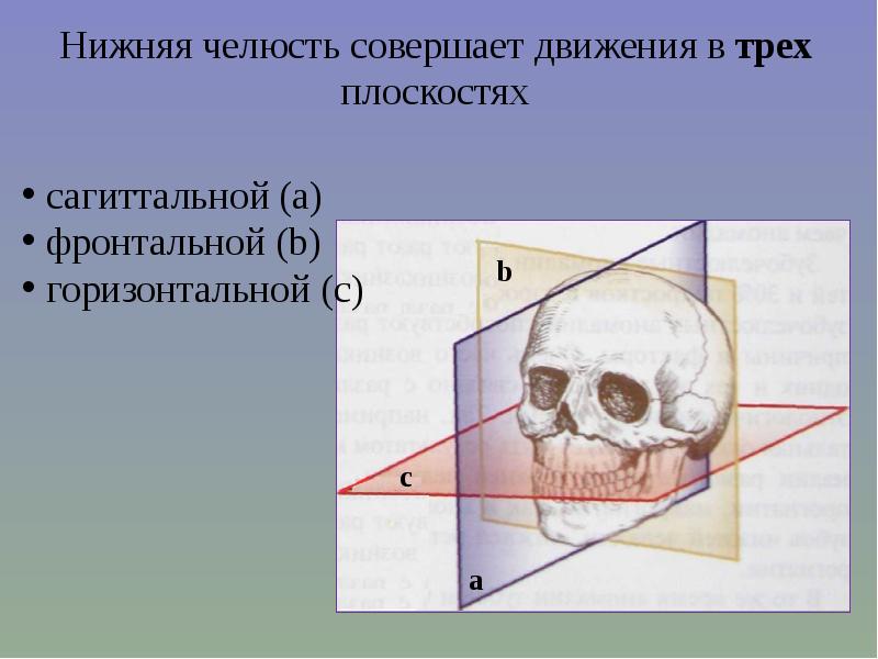 Биомеханика нижней челюсти