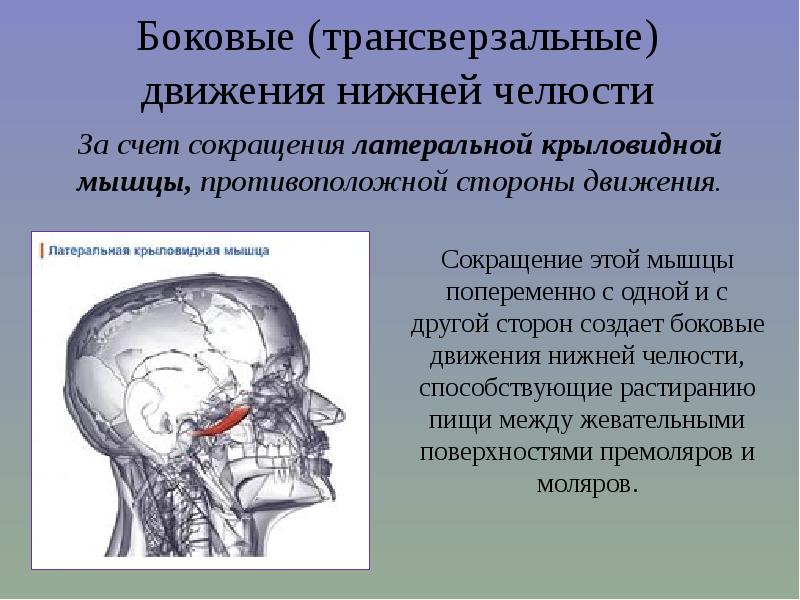 Биомеханика нижней челюсти презентация