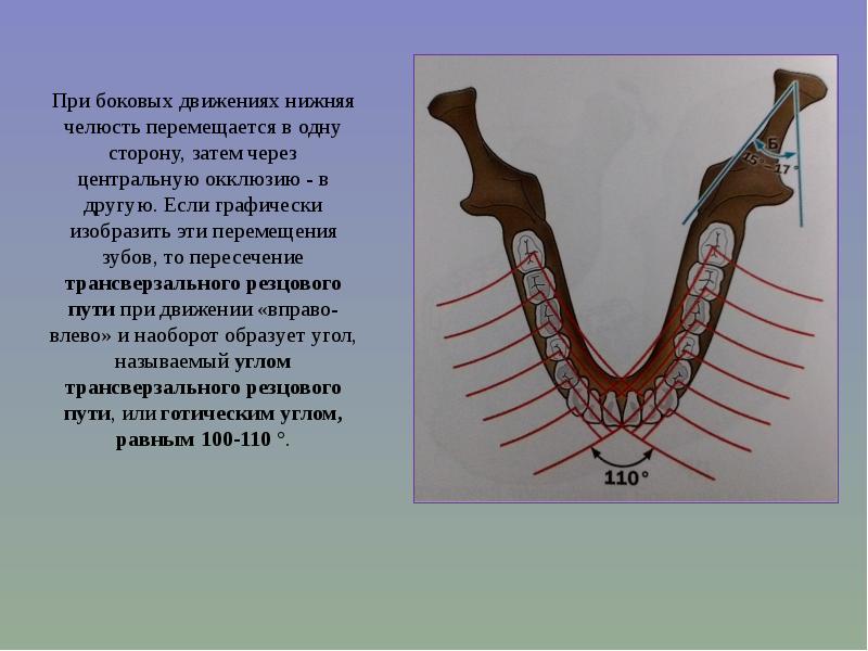 Биомеханика нижней челюсти презентация