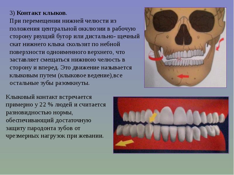 Презентация биомеханика нижней челюсти