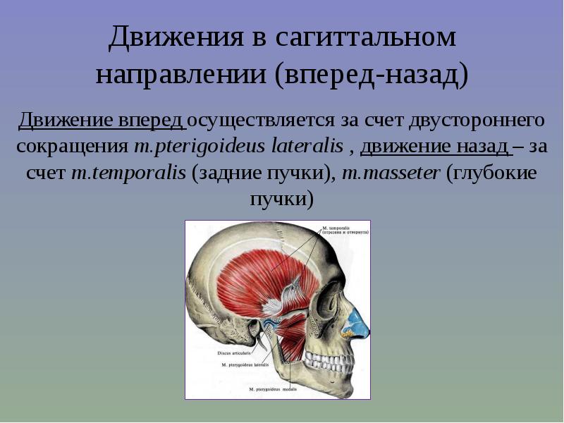 Трансверзальные движения нижней челюсти презентация