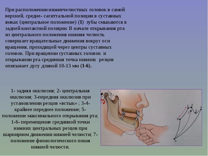 Биомеханика нижней челюсти презентация