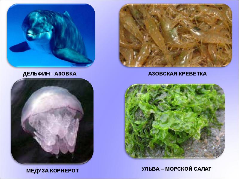 География 8 класс моря как крупные природные комплексы презентация