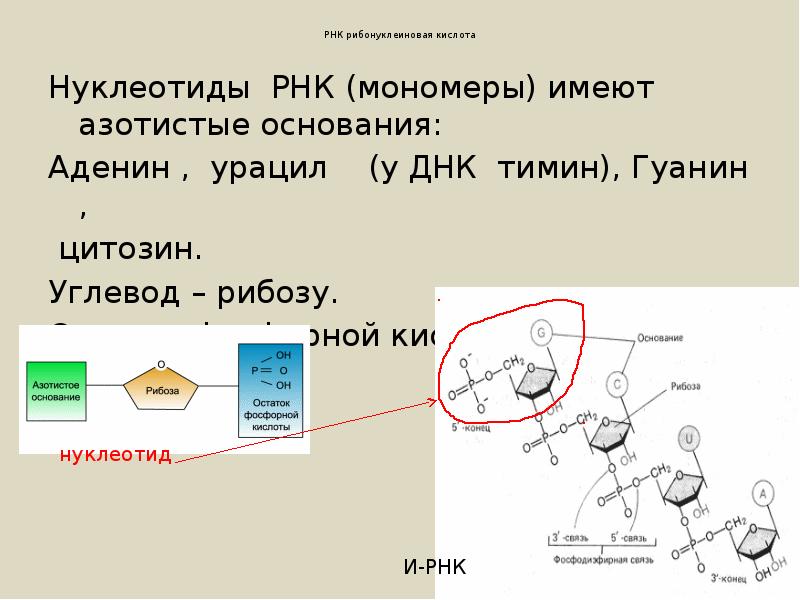 Углеводом рнк является. Тимин углевод остаток фосфорной. химический состав и мономеры рнк. тимин углевод и кружок мономер. тимин углевод и остаток фосфорной кислоты это какой мономер.
