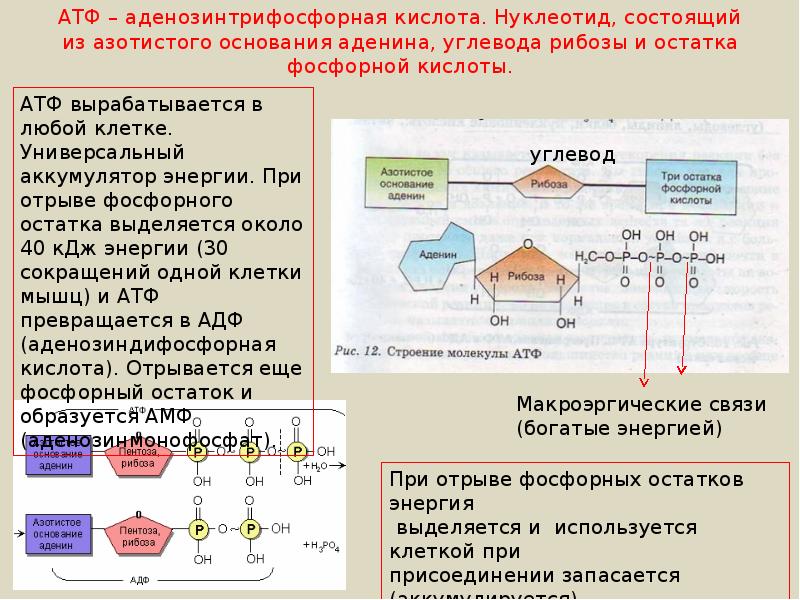 Соединение атф. Строение молекулы АТФ аденин. Строение АТФ типы химических связей. Состав молекулы АТФ. Остаток фосфорной кислоты АТФ.