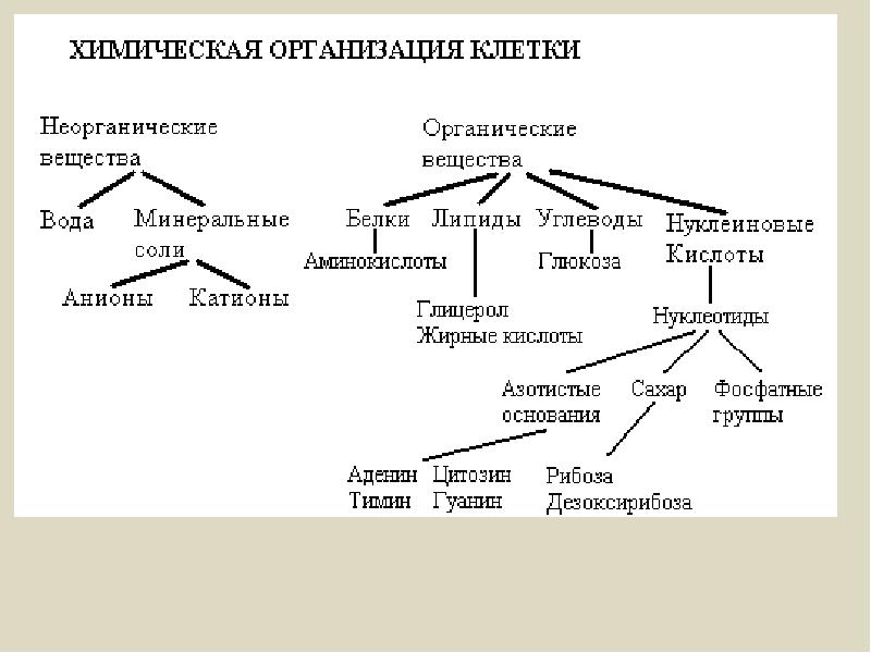 Химический состав клетки схема