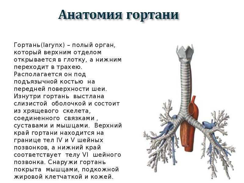 Трахея на картинке