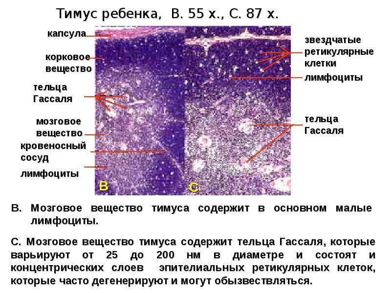 Тельца гассаля гистология