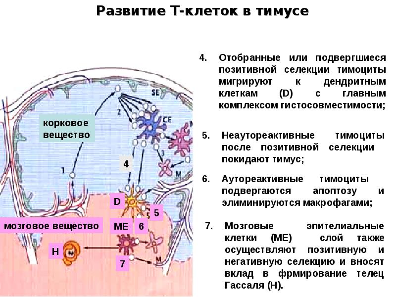 Органы кроветворения и иммунологической защиты