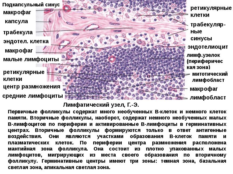 Групповые лимфатические фолликулы расположенные в стенке тонкого кишечника называются