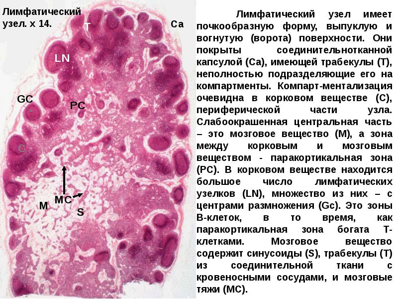 Иммунная система гистология презентация