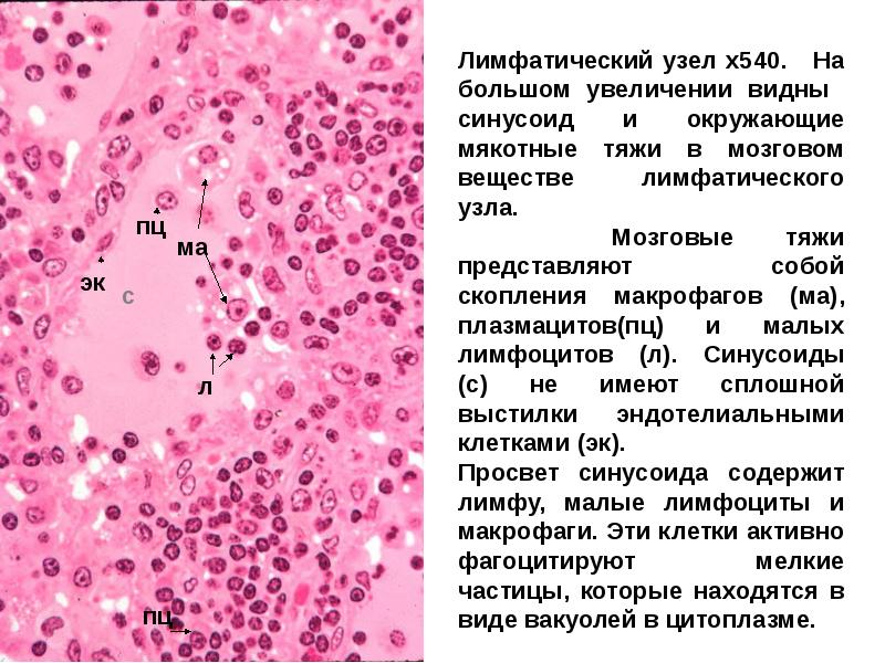 Какие клетки в лимфатических узлах