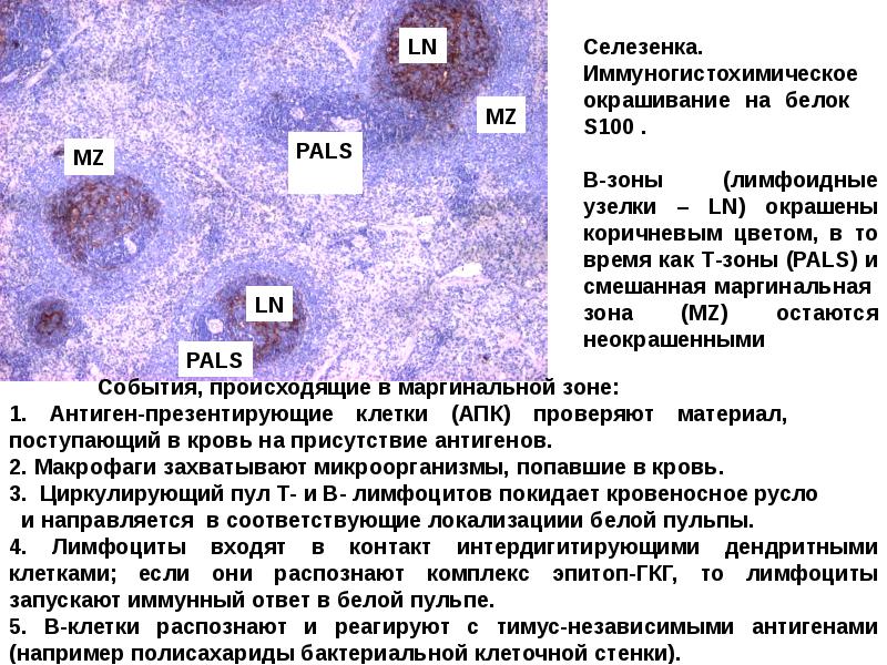 Стволовые клетки селезенки. Маргинальная зона селезенки процессы. Т И Б лимфоциты в селезёнке. B лимфоциты в селезенке локализованы в. Т-лимфоциты в селезенке локализованы:.