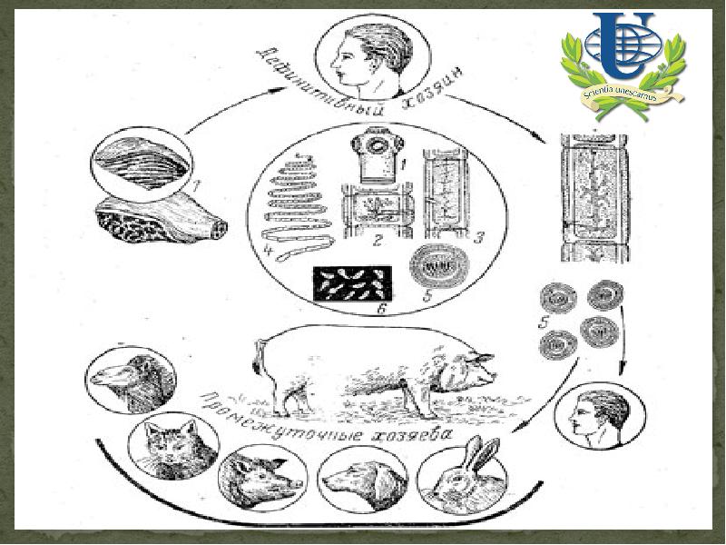 Цистицеркоз крс презентация
