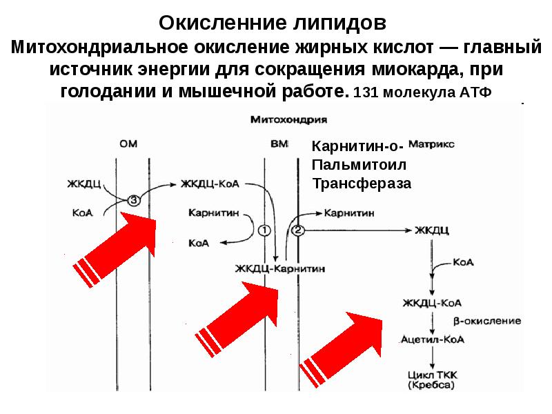 Схема полной цепи митохондриального окисления