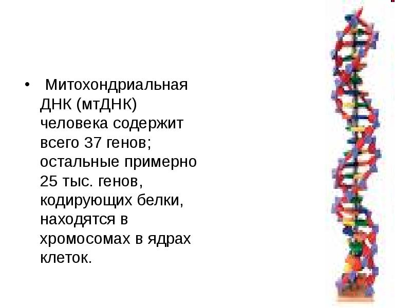 Митохондриальные болезни
