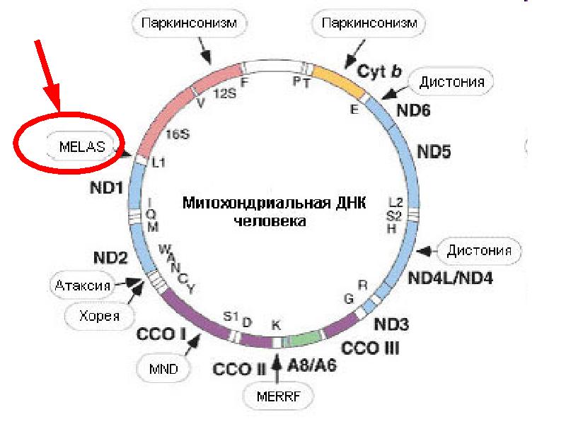 Митохондриальные заболевания презентация