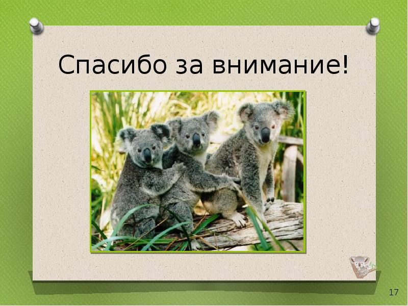 Внимание животные. Спасибо за внимание с коалой. Спасибо за внимание животные. Спасибо за внимание Австралия. Австралия спасибо завнемание.