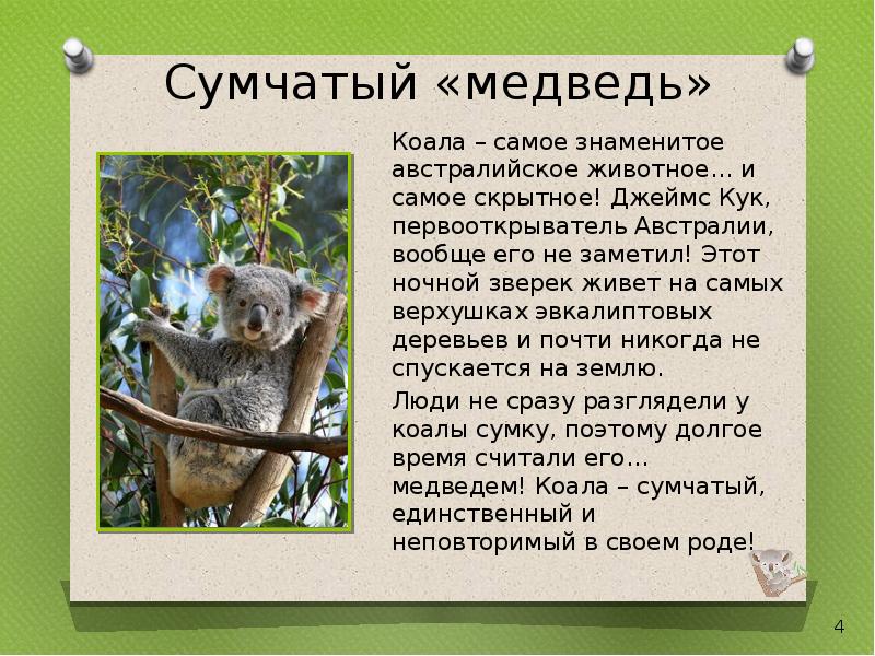 Коала проект 5 класс