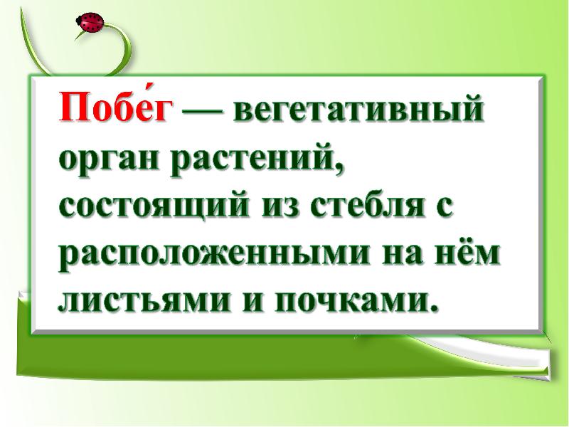 Презентация на тему побег и почки 6 класс биология