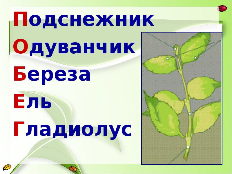 Презентация на тему побег и почки 6 класс биология