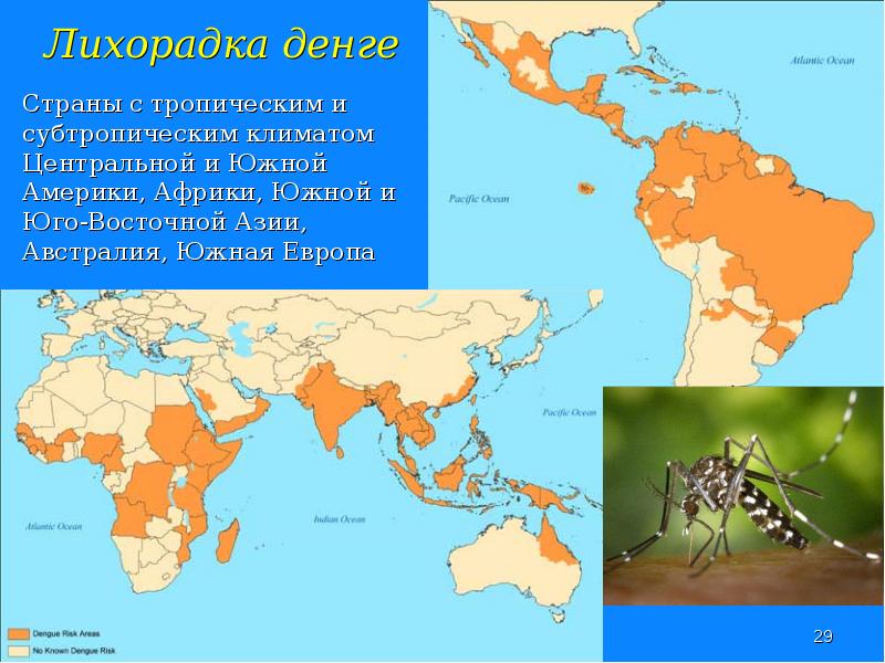 Лихорадка в египте. Лихорадка в египте. Протесты в египте. Желтая лихорадка денге. Исламизм.