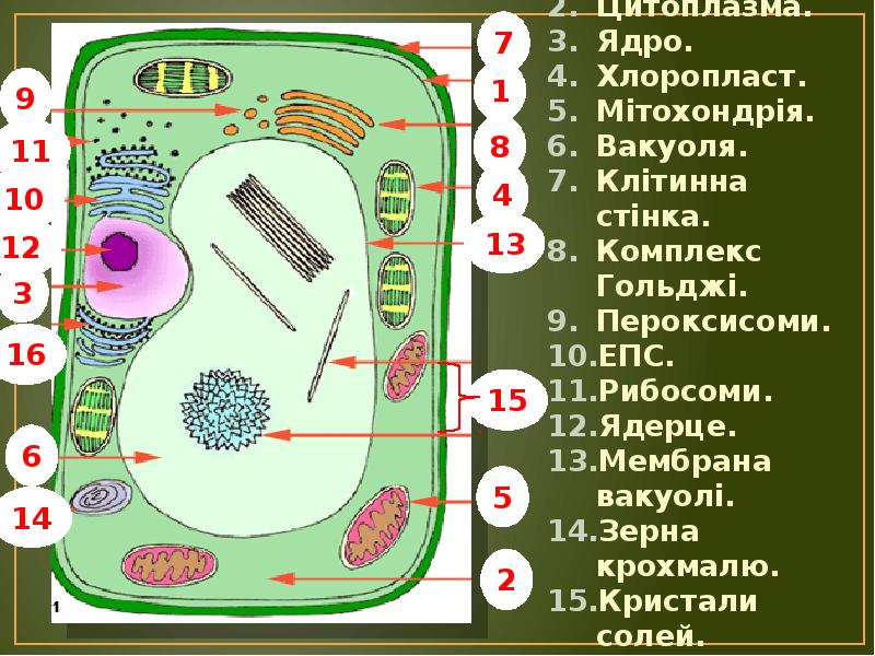 Стенка ядро ядро из. Ядро хлоропласт клеточная стенка вакуоль. Ядро цитоплазма мембрана. Цитоплазма вакуоль хлоропласт мембрана клеточная стенка ядро. Хлоропласт ядро.