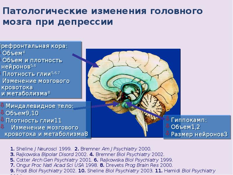 Коленчатые тела мозга