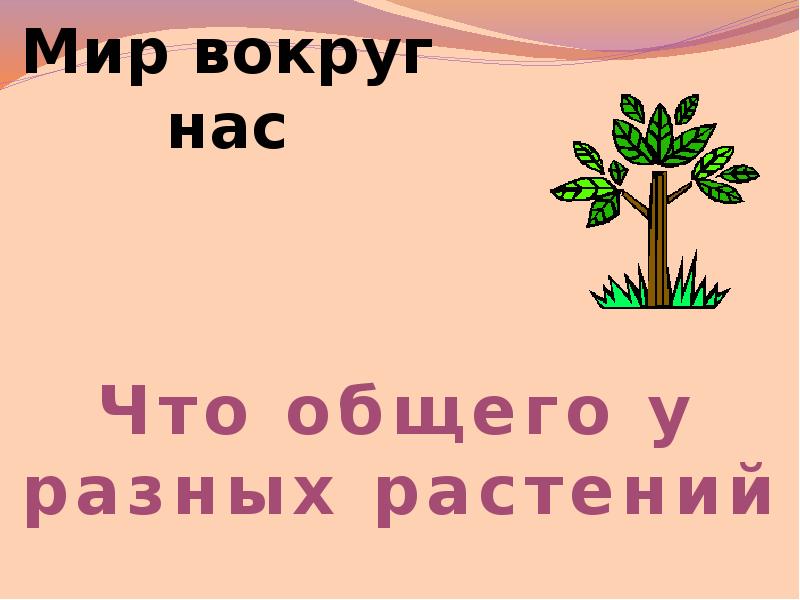 Что общего у разных растений 1 класс. Мир вокруг нас 1 класс что общего у разных растений.