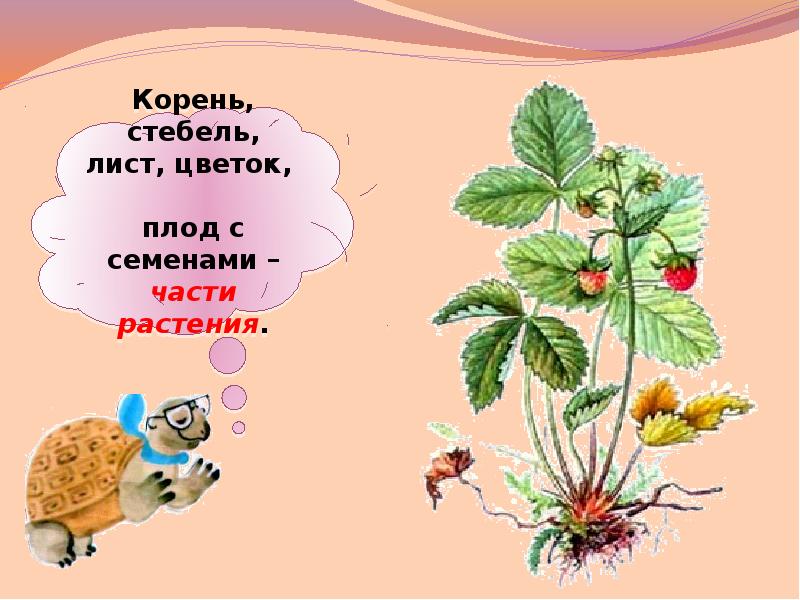 Лист стебель плод корень