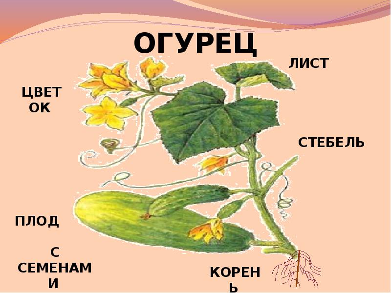 Схема роста огурцов