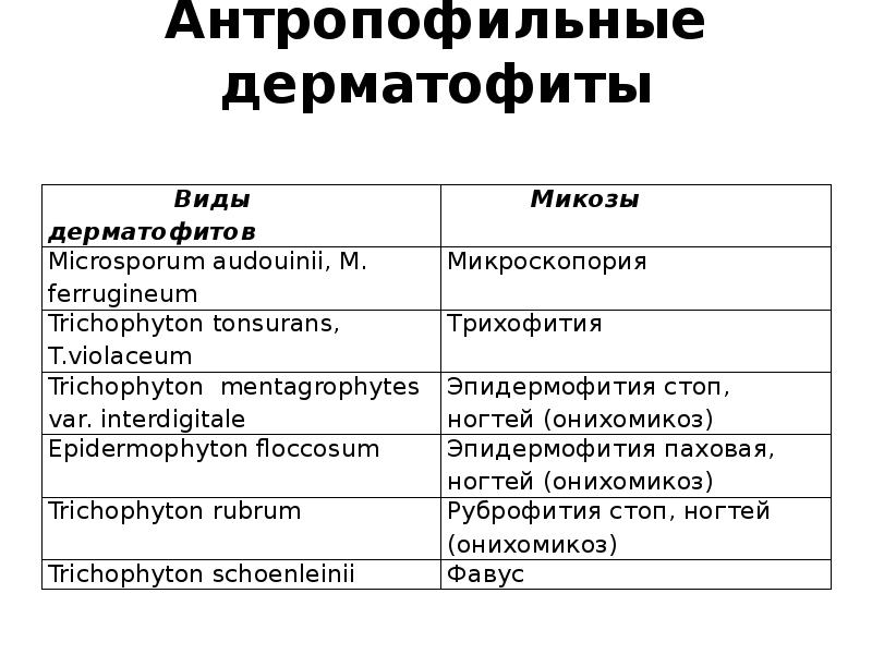 Антропофильные дерматофиты