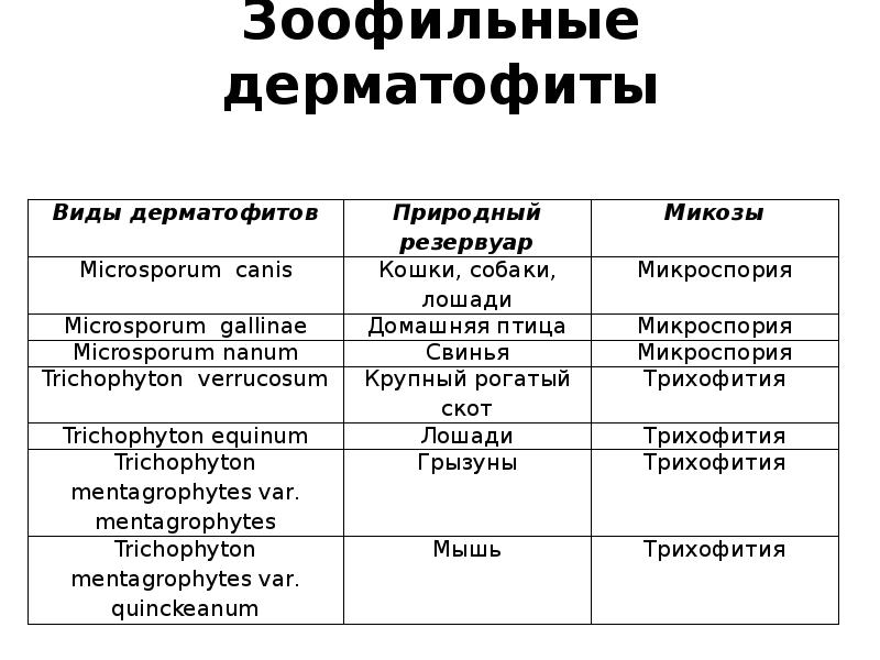 Зоофильные дерматофиты