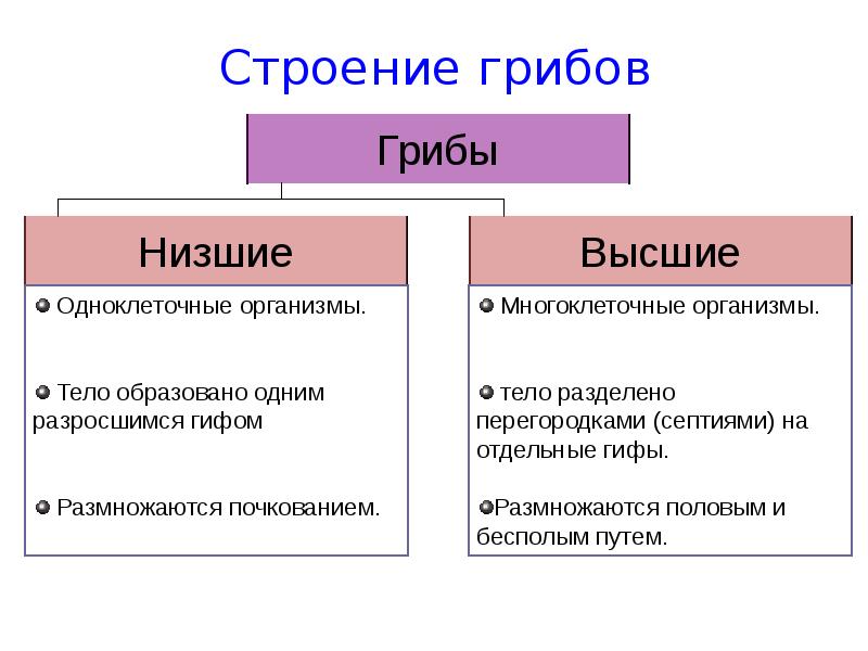 Презентация высшие грибы