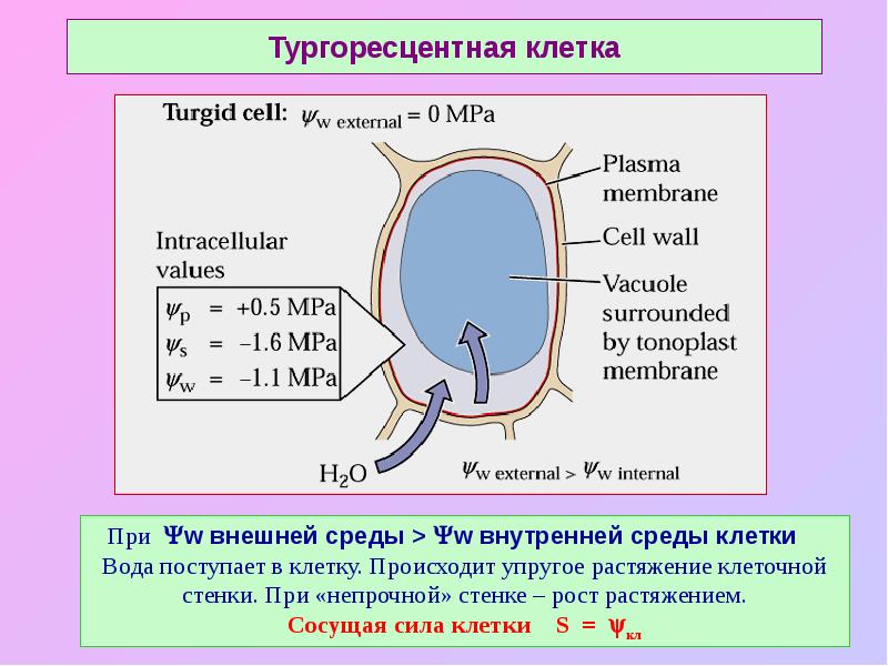 Клетки сил. Определение сосущей силы клеток. Сосущая сила клетки. Водный обмен растительной клетки.