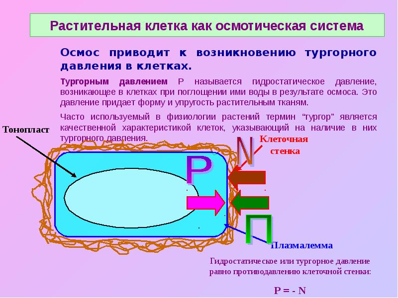 Давление клеток. Клетка как осмотическая система. Тургорное давление. Тургорное давление в растительных клетках. Тургорное давление клетки.