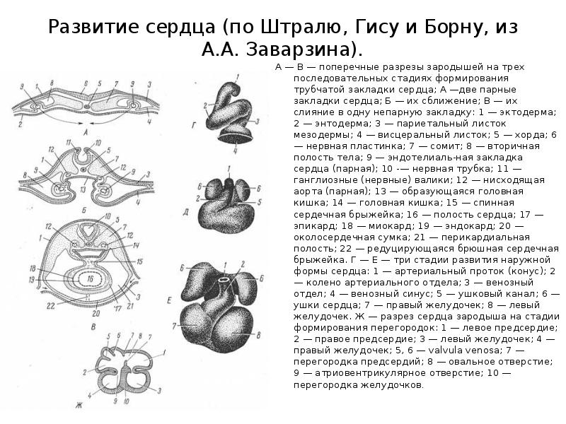 Развитие сердца презентация