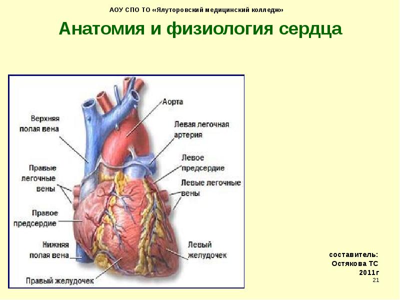 АОУ СПО ТО «Ялуторовский медицинский колледж» Анатомия и физиология сердца АОУ СПО ТО «Ялуторовский медицинский колледж» Анатомия и физиология сердца