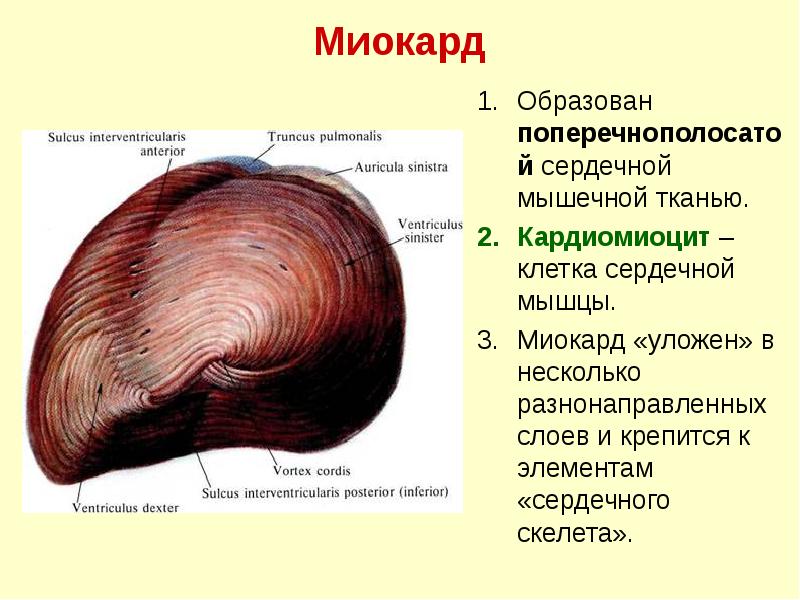 Миокард
Образован поперечнополосатой сердечной мышечной тканью.
Кардиомиоцит – клетка сердечной Миокард
Образован поперечнополосатой сердечной мышечной тканью.
Кардиомиоцит – клетка сердечной