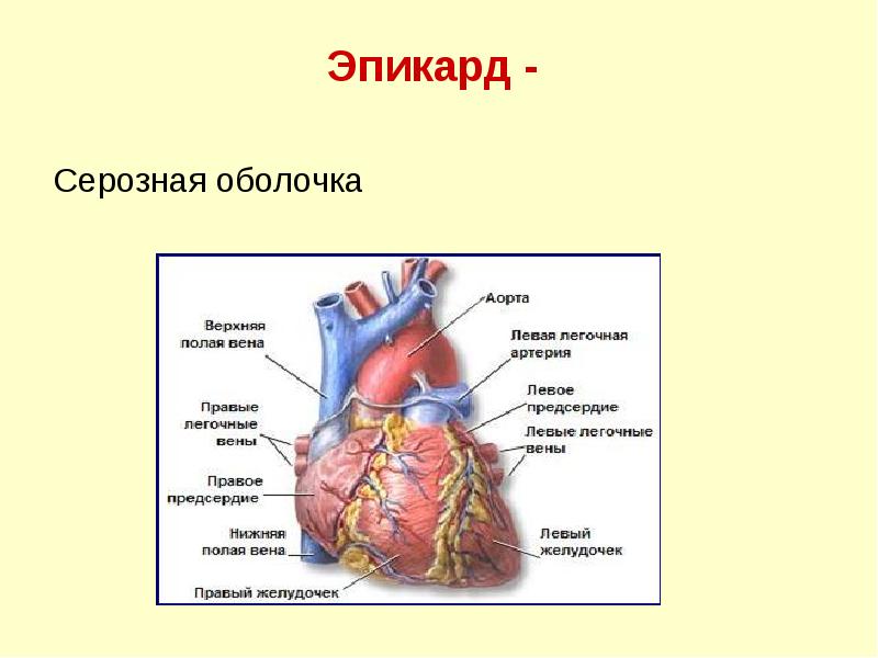Эпикард - Эпикард -