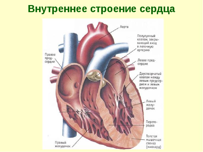 Внутреннее строение сердца Внутреннее строение сердца