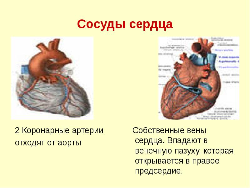 Сосуды сердца
2 Коронарные артерии
отходят от аорты Сосуды сердца
2 Коронарные артерии
отходят от аорты