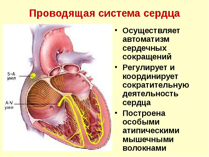 Проводящая система сердца
Осуществляет автоматизм сердечных сокращений
Регулирует и координирует сократительную Проводящая система сердца
Осуществляет автоматизм сердечных сокращений
Регулирует и координирует сократительную