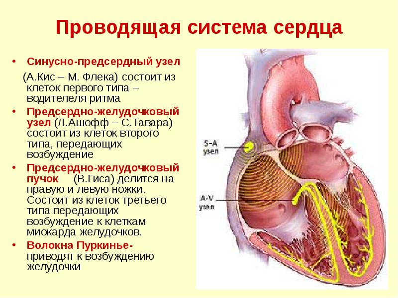 Проводящая система сердца
Синусно-предсердный узел
(А.Кис – М. Флека) Проводящая система сердца
Синусно-предсердный узел
(А.Кис – М. Флека)