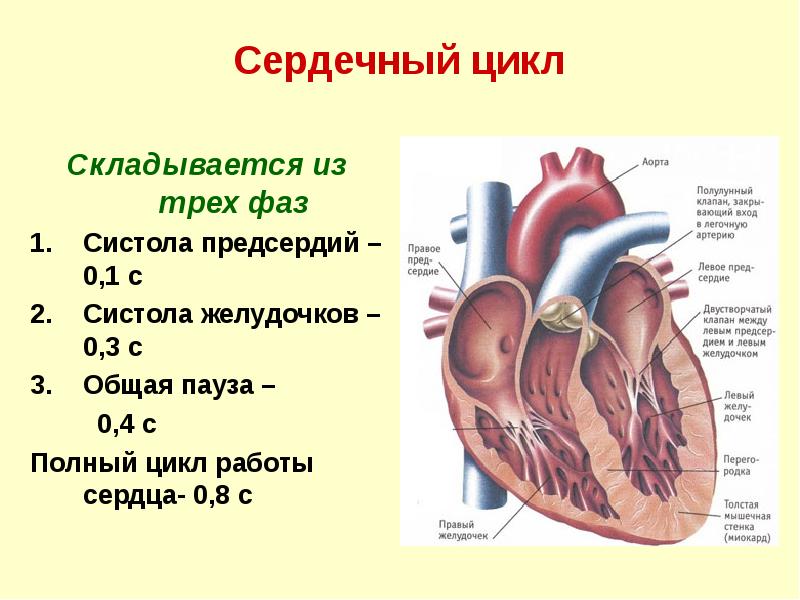 Сердечный цикл
Складывается из трех фаз
Систола предсердий – 0,1 с
Сердечный цикл
Складывается из трех фаз
Систола предсердий – 0,1 с