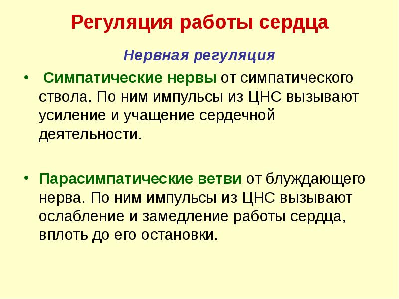 Регуляция работы сердца
Нервная регуляция
Симпатические нервы от симпатического ствола. Регуляция работы сердца
Нервная регуляция
Симпатические нервы от симпатического ствола.