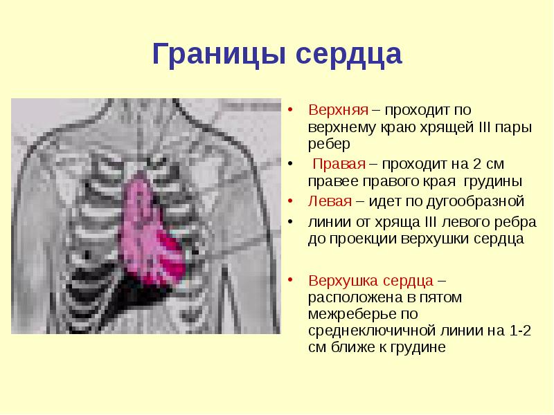 Границы сердца фото