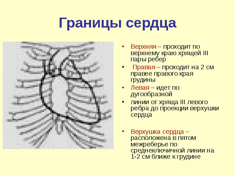 Границы сердца Границы сердца